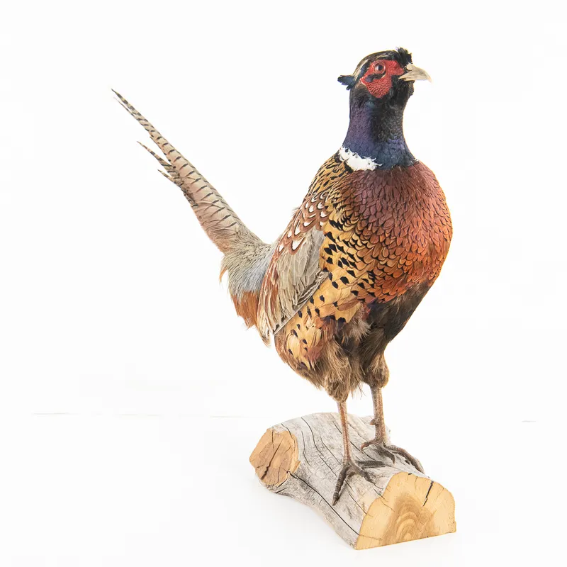 Ammo & Accessories Auction - ONLINE ONLY!