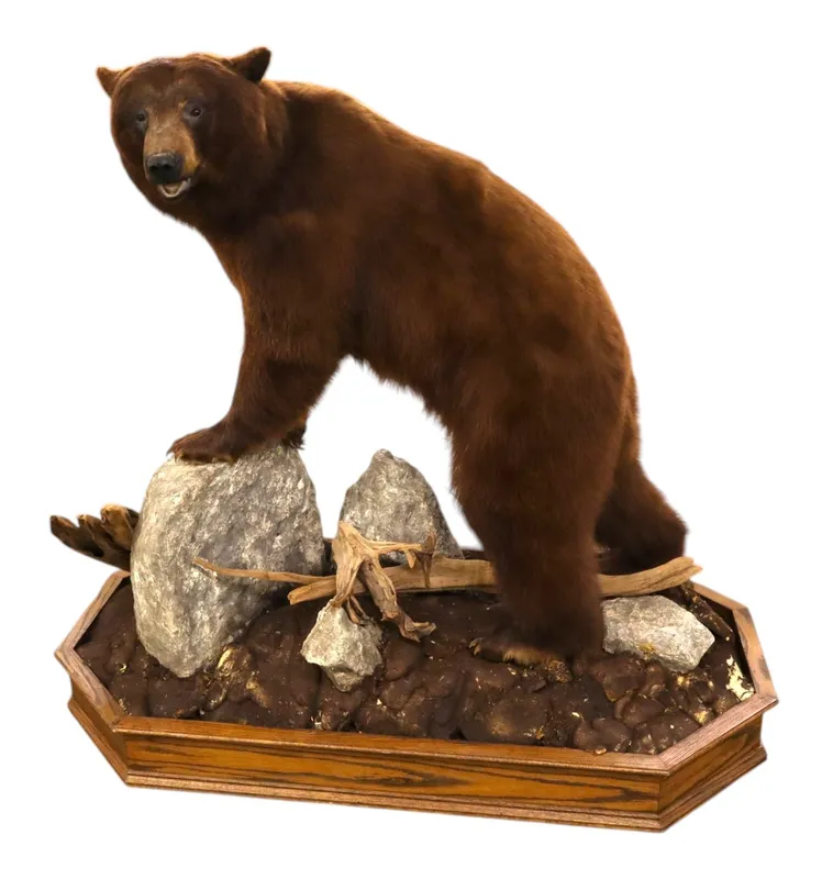 Cinnamon Black Bear Full Body Taxidermy Mount from auction in Logan Township, New Jersey