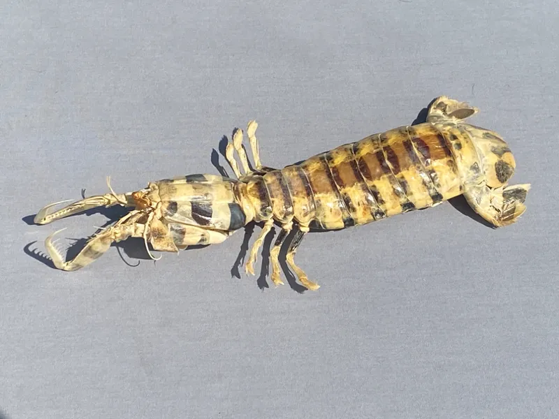 Artifact,Fossil,Mineral,Crystal Auction