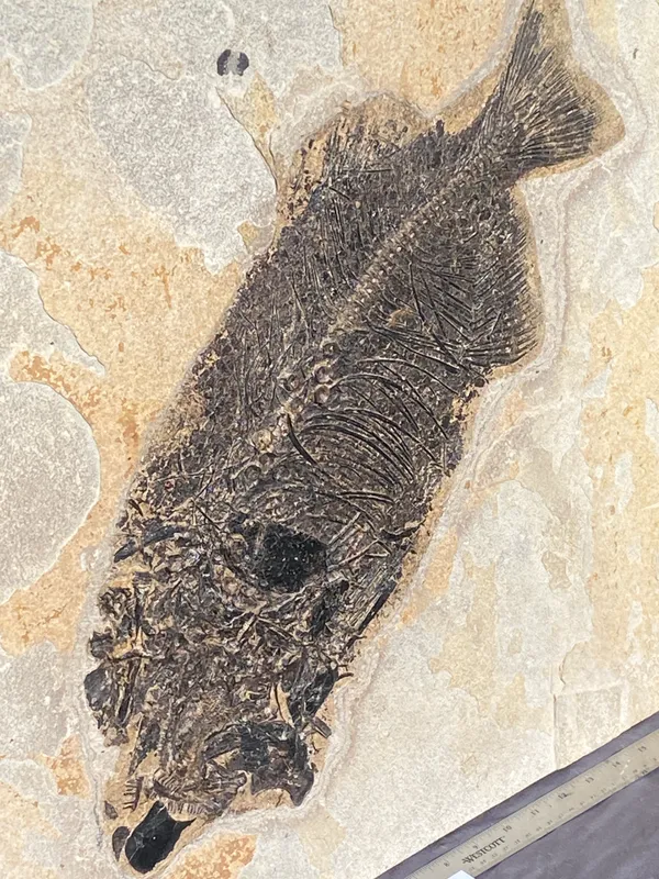 Fish, Fossil, Rock, Collectible, Specimen, Green River Formation from auction in Springfield, Missouri