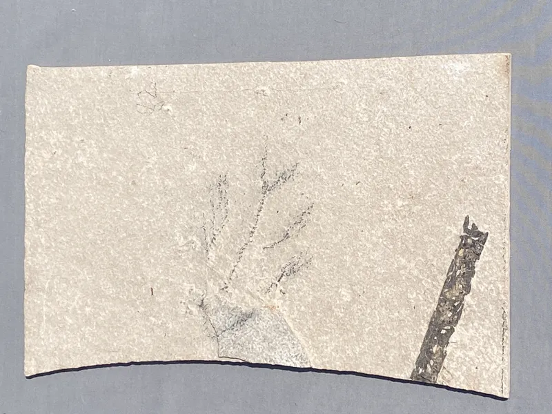 Fish, Fossil, Rock, Collectible, Specimen, Green River Formation from auction in Springfield, Missouri