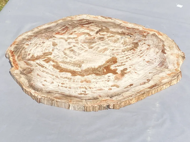 Petrified Wood, Fossil, Rock, Collectible, Decor, from auction in Springfield, Missouri
