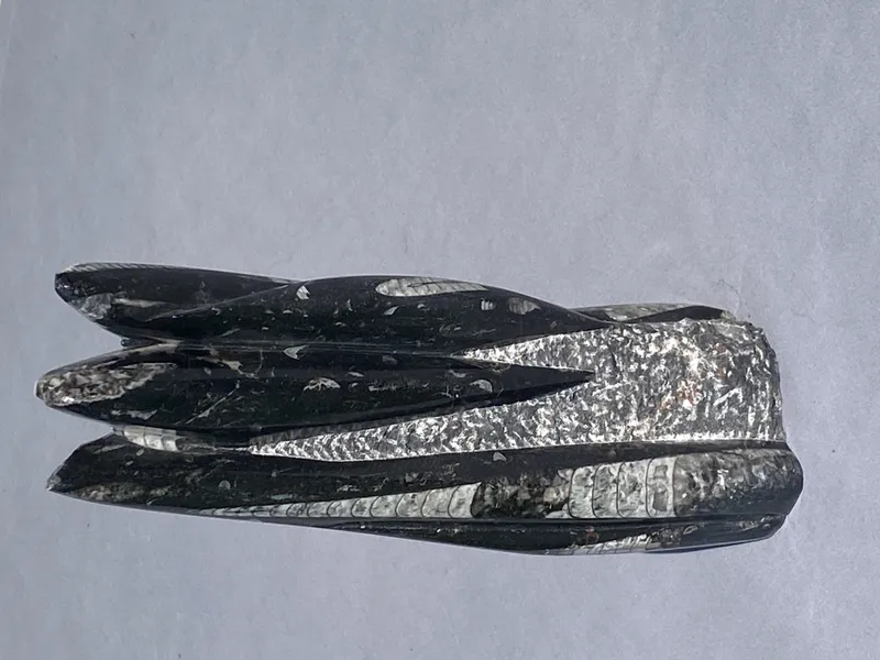 Orthoceras, Fossil, Rock, Marble, Collectible, Decor from auction in Springfield, Missouri