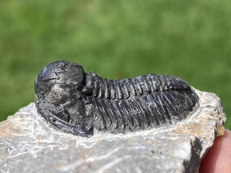 Trilobite, Fossil, Rock, Collectible, Specimen from auction in Springfield, Missouri