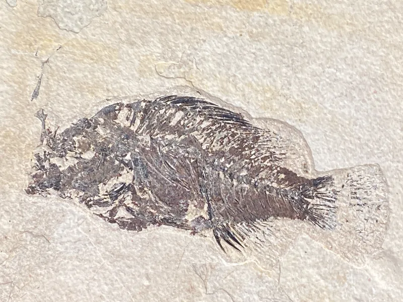 Artifact,Fossil,Mineral,Crystal Auction