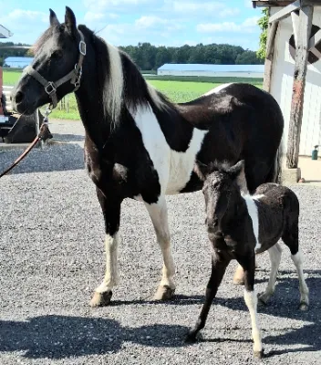 Chupp Pony Auction