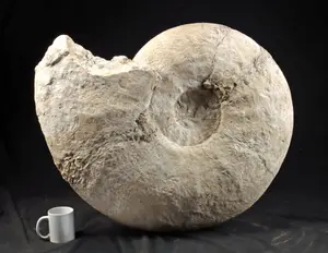 Fine Fossils, Native American, Asian, Ethno