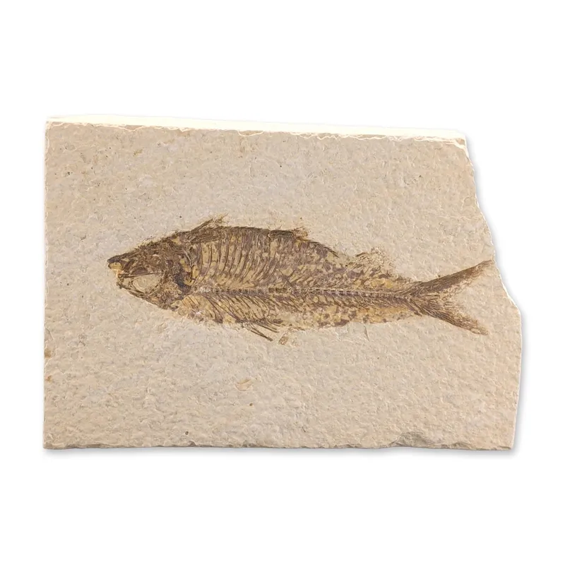 Green River Fossil Ocene Epoch, Knightia Eocaena Fish Tile from auction in Hollywood, Florida