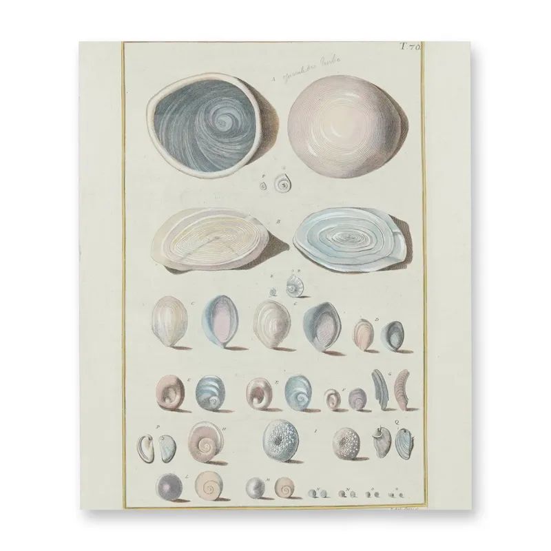 Giuseppe Menabuoni and Paolo Antonio Pazzi Double-Sided 18th-Century Natural History Publication from auction in Hollywood, Florida