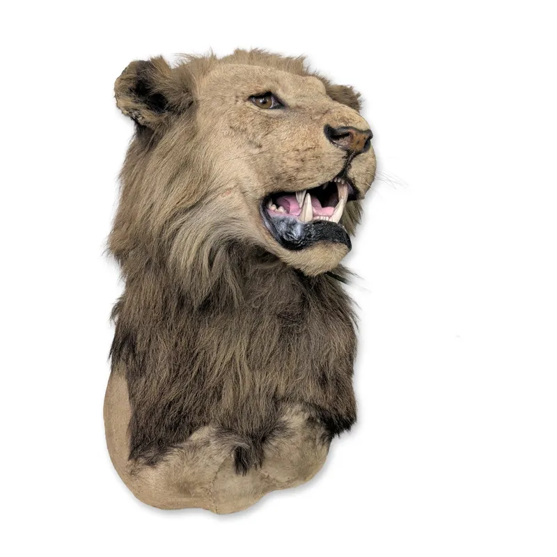 Vintage African Lion Taxidermy Shoulder Mount from auction in Hollywood, Florida
