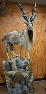 Superior Mid-Summer Taxidermy Auction day1