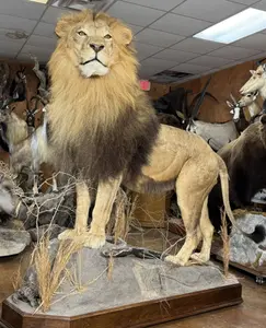 Mid Summer Superior Taxidermy Sale Day 2