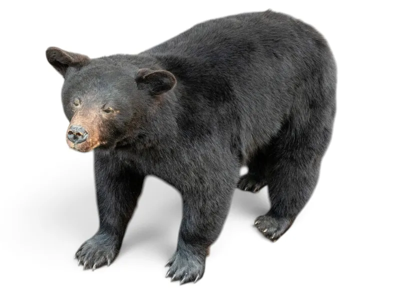 Full-Body Black Bear Taxidermy Mount from auction in York, Pennsylvania