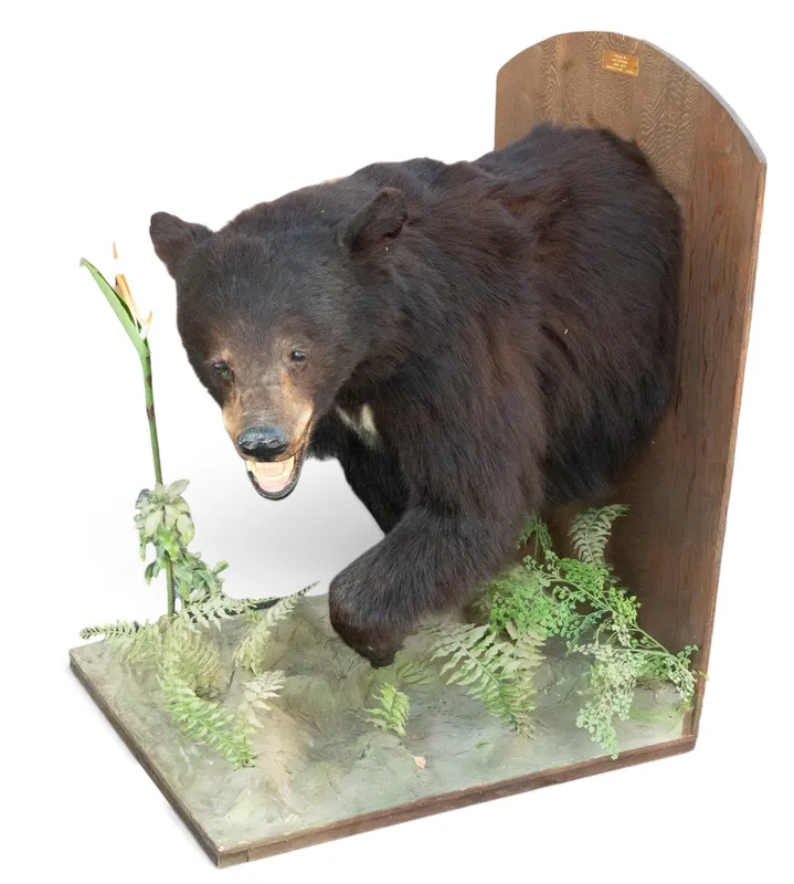 1972 Canadian Black Bear Half-Body Mount from auction in York, Pennsylvania
