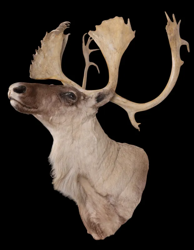 Moose Head Taxidermy Trophy Mount from auction in York, Pennsylvania