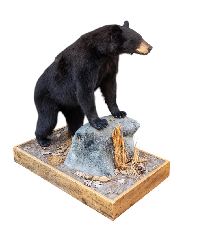 Black Bear Full-Body Taxidermy Mount on Base from auction in York, Pennsylvania