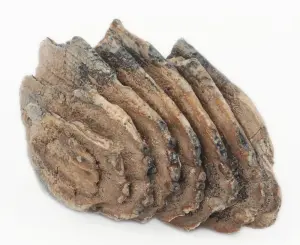 Variety Auction - Jewelry, Fossils & Minerals