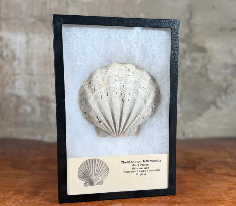 CHESAPECTEN JEFFERSONIUS FOSSIL from auction in Salem, Oregon