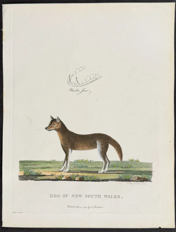 Philip, Australia - Dingo [Dog of New South Wales] from auction in Franklin, Tennessee