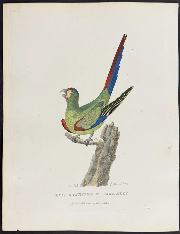 Philip, Australia - Red Shouldered Parrakeet from auction in Franklin, Tennessee