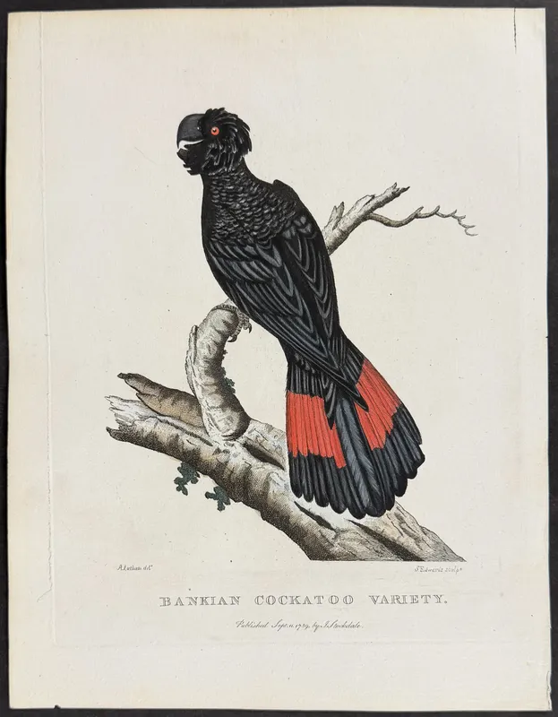 Philip, Australia - Bankian Cockatoo [Banksian or Red-tailed Black Cockatoo] from auction in Franklin, Tennessee