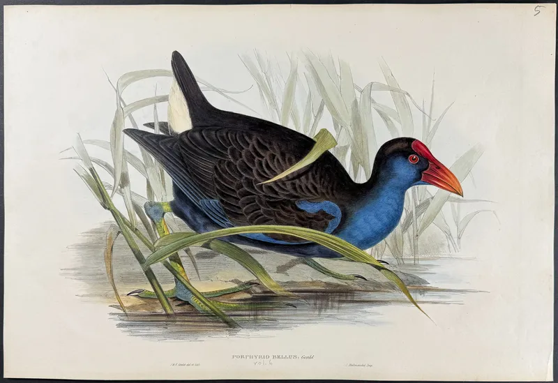 Gould, Australia - Purple Swamphen [Porphyrio Bellus] from auction in Franklin, Tennessee