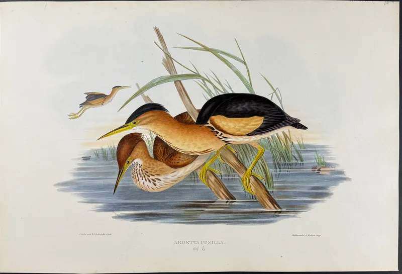 Gould, Australia - Minute Bittern [Ardetta Pusilla] from auction in Franklin, Tennessee
