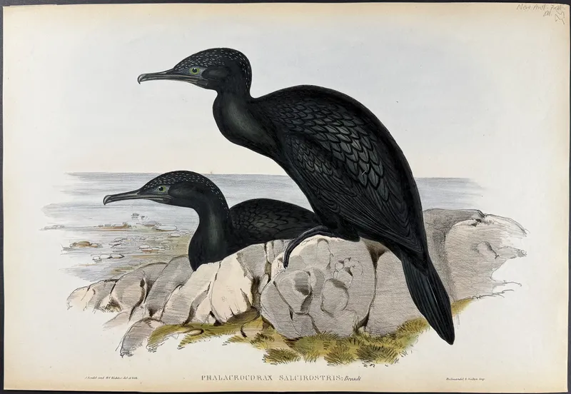 Gould, Australia - Little Black Cormorant [Phalacrocorax Salcirostris] from auction in Franklin, Tennessee