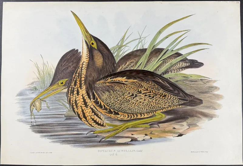Gould, Australia - Autralasian Bittern [Botarus Australis] from auction in Franklin, Tennessee