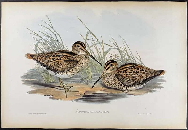 Gould, Australia - Australian Painted Snipe [Scolopax Australis] from auction in Franklin, Tennessee