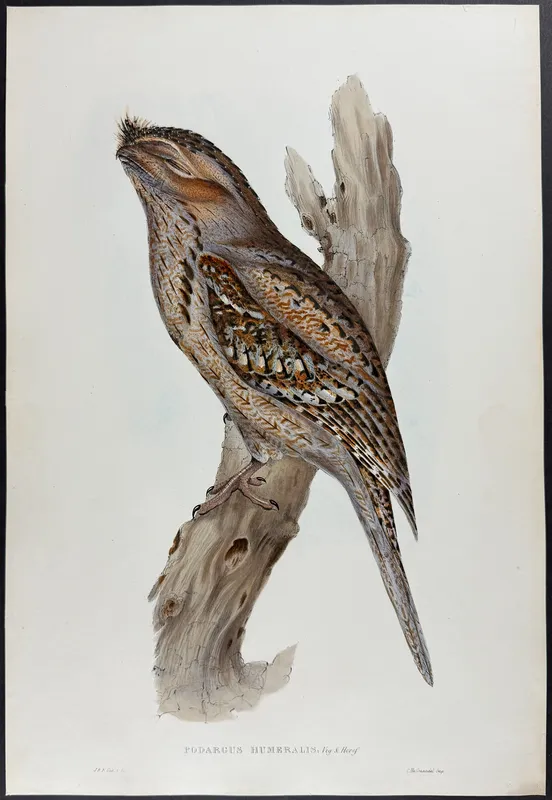 Gould, Australia - Tawny Frogmouth [Podargus Humeralis] from auction in Franklin, Tennessee
