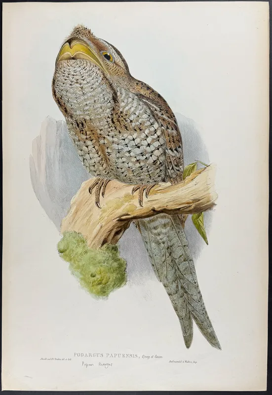 Gould, Australia - Papuan Frogmouth [Podargus Papuensis] from auction in Franklin, Tennessee