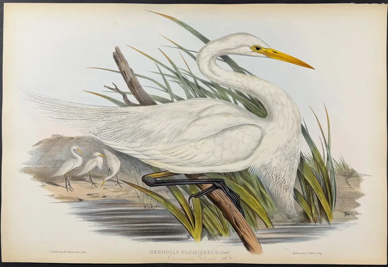 Gould, Australia - Plumed Egret [Herodias Plumiferus] from auction in Franklin, Tennessee