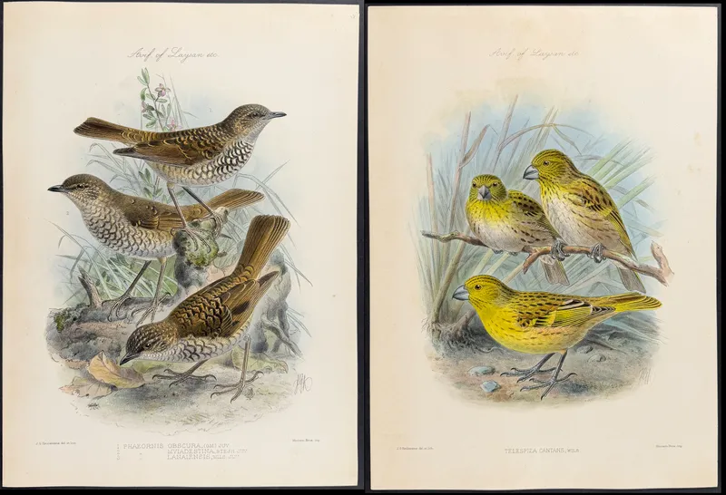 Rothschild & Keulemans, Hawaii - Pair of Bird Lithographs (Frinch, Thrush) from auction in Franklin, Tennessee