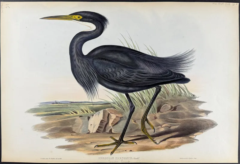 Gould, Australia - Sombre Egret [Herodias Pannosus] from auction in Franklin, Tennessee