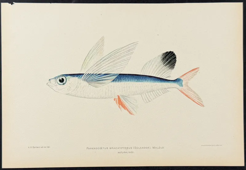 Bien, Hawaii - Malolo or Sailfin Flying Fish [Parexocoetus Brachypterus] from auction in Franklin, Tennessee