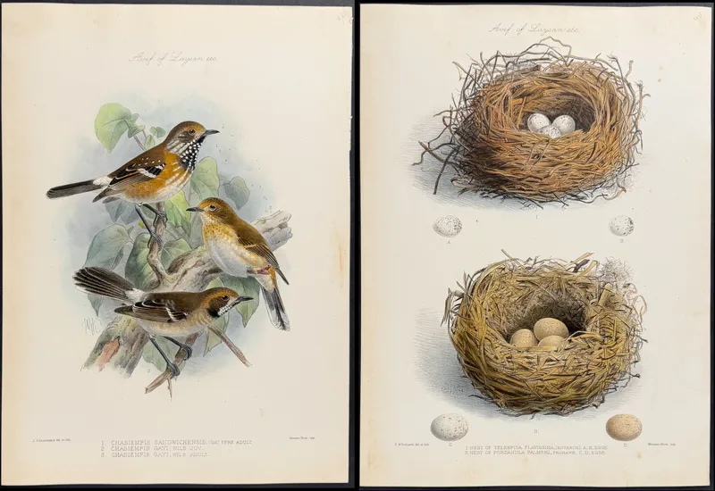 Rothschild & Keulemans, Hawaii - Pair of Lithographs of Monarch Flycatcher & Nests of Birds from auction in Franklin, Tennessee