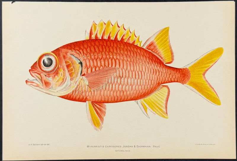 Bien, Hawaii - Pauu or Yellowfin Soldierfish [Myripristis Chryseres] from auction in Franklin, Tennessee