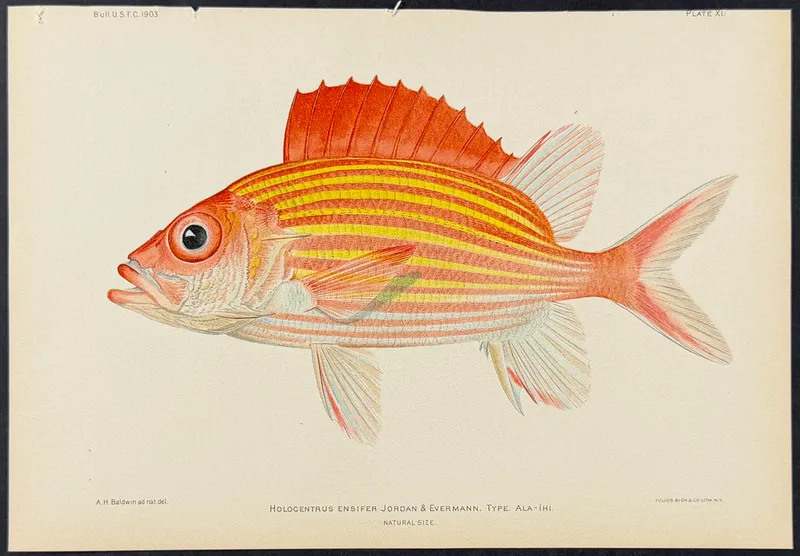 Bien, Hawaii - Ala-Ihi or Yellow-striped Squirrelfish [Holocentrus Ensifer] from auction in Franklin, Tennessee