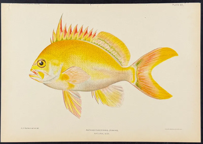 Bien, Hawaii - Yellow Anthias [Anthias Fuscipinnis] from auction in Franklin, Tennessee