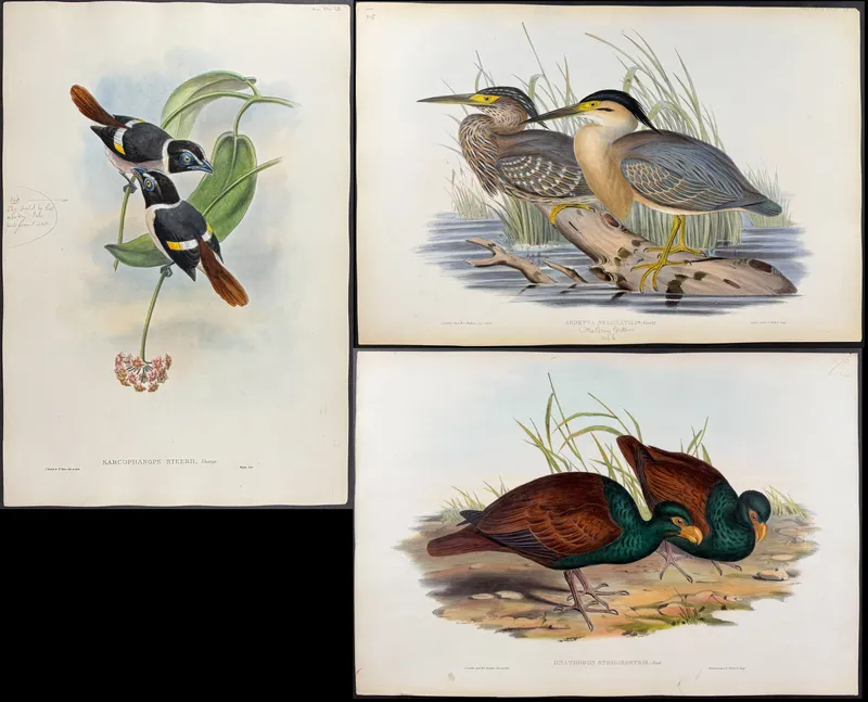 Gould, Australia & Asia - 4 Bird Lithographs of Broadbill, Grosbeak, Bittern, & Pigeon from auction in Franklin, Tennessee