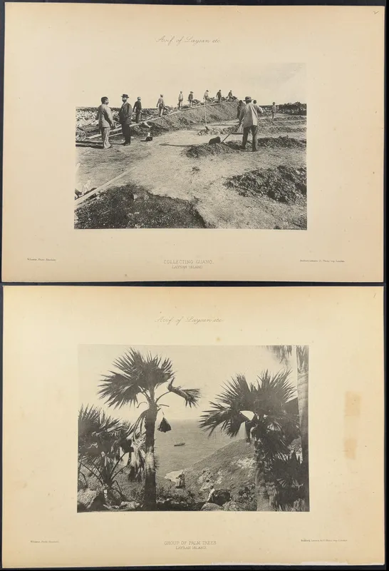 Rothschild & Keulemans, Hawaii - 4 Laysan Island Lithographs from auction in Franklin, Tennessee