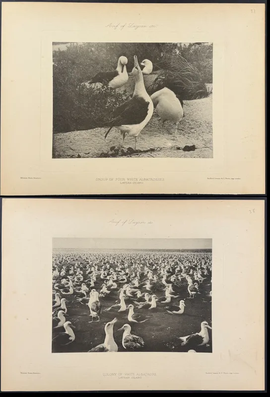 Rothschild & Keulemans, Hawaii - 6 Albatross & Laysan Island Lithographs from auction in Franklin, Tennessee