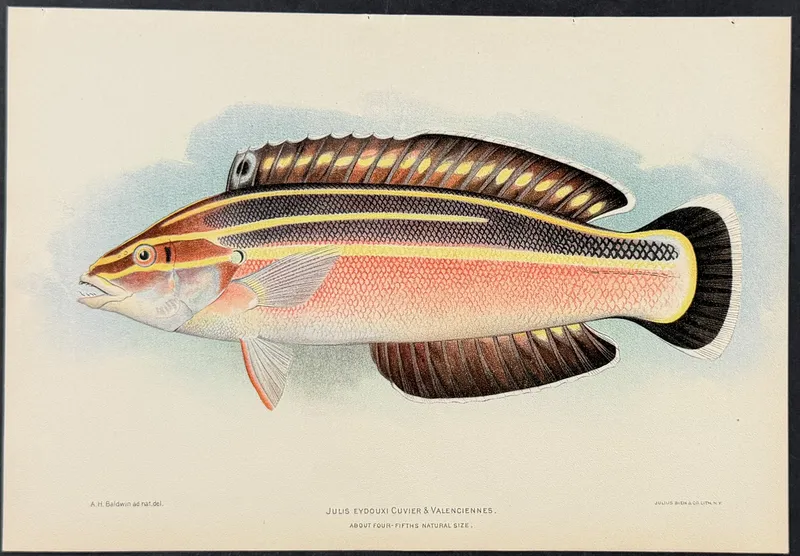Bien, Hawaii - Wrasse or Yellowstripe Coris or Pochu [Julis Eydouxi] from auction in Franklin, Tennessee