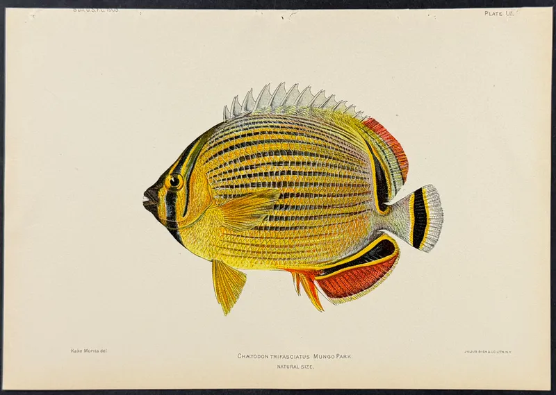 Bien, Hawaii - Melon Butterflyfish [Chaetodon Trifasciatus] from auction in Franklin, Tennessee