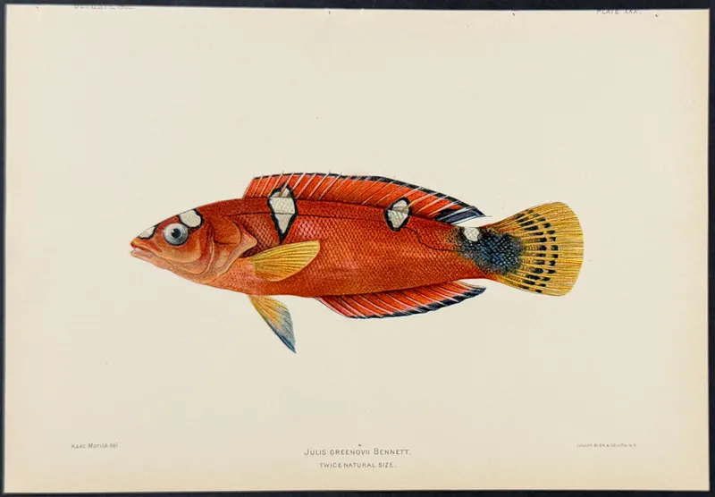 Bien, Hawaii - Pihi or Clown Wrasse [Julis Greenovii] from auction in Franklin, Tennessee