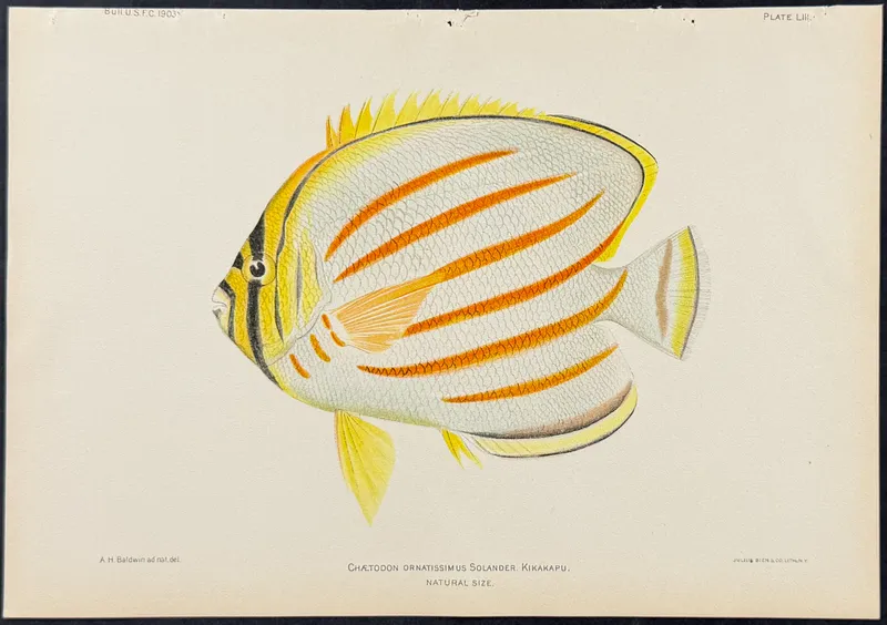 Bien, Hawaii - Kikakapu or Ornate Butterflyfish [Chaetodon Ornatissimus] from auction in Franklin, Tennessee