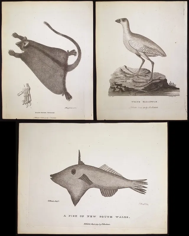 Philip, Australia - 8 Natural History Engravings from auction in Franklin, Tennessee