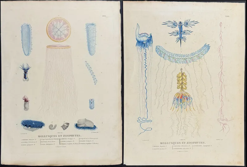 Peron & Freycinet - 3 Jellyfish Engravings from auction in Franklin, Tennessee