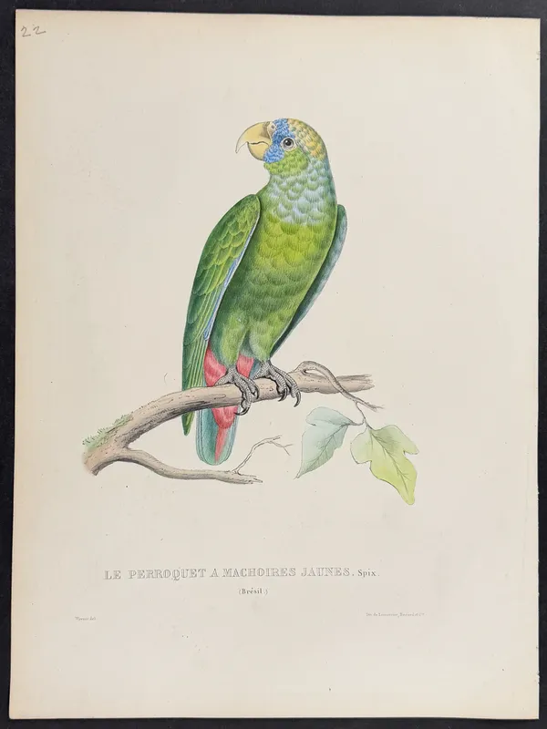 Bourjot Saint-Hilaire - Scaly-headed Parrot [Le Perroquet a Machoirese Jaunes] from auction in Franklin, Tennessee